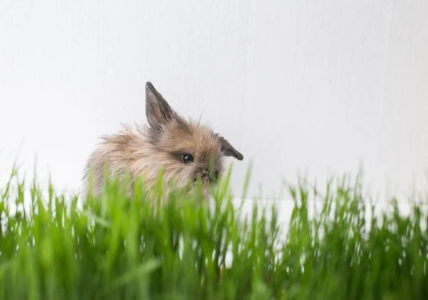 Lapin de Pâques sur herbe verte de printemps — Photo