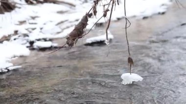 Buzlu su hızlı bahar akışında çalıştıran. Dere üzerinde asılı ağaç dalları