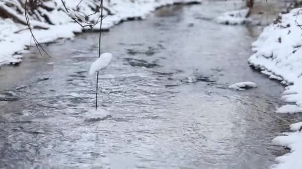 氷の水春の高速ストリームで実行されています。クリークの水に触れる木の枝 — ストック動画