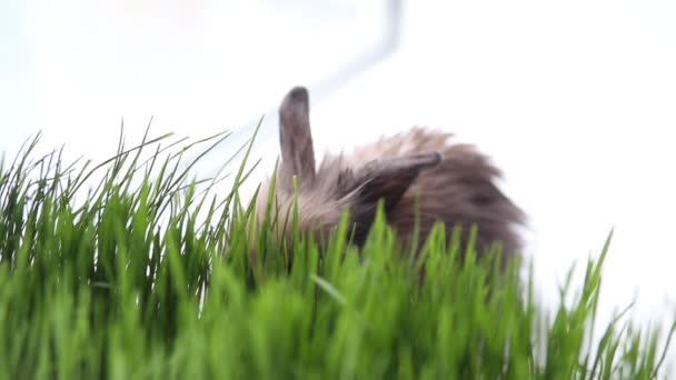 Conejo de Pascua sobre hierba verde de primavera — Vídeos de Stock