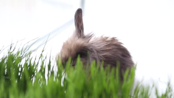 Conejo de Pascua sobre hierba verde de primavera — Vídeo de stock