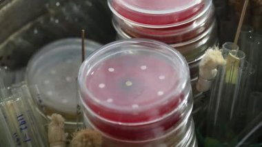 Tıbbi Laboratuar Petri yemeklerinde sıralama teknisyen