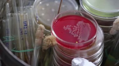 Petri yemekler ve tıbbi laboratuvar test tüpleri