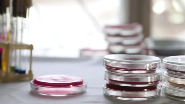 Stacks of Petri dishes in medical laboratory — Stock Video