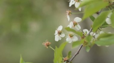 Baharda çiçek açan kiraz ağaçları. Doğa uyanış. Meyve bahçesinde çiçeği