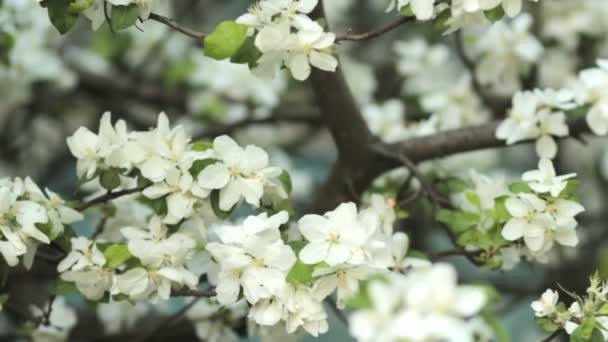 Macieiras florescendo na primavera. Despertar da natureza. Jardim de frutas em flor — Vídeo de Stock