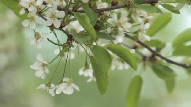 Körsbärsträden blommar på våren. Natur uppvaknande. Frukt trädgård i blossom — Stockvideo