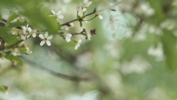 Cherry trees blooming in spring. Nature awakening. Fruit garden in blossom — Stock Video