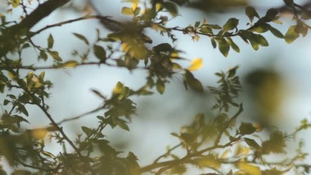 Soleil brille à travers les feuilles et les branches des arbres au coucher du soleil 