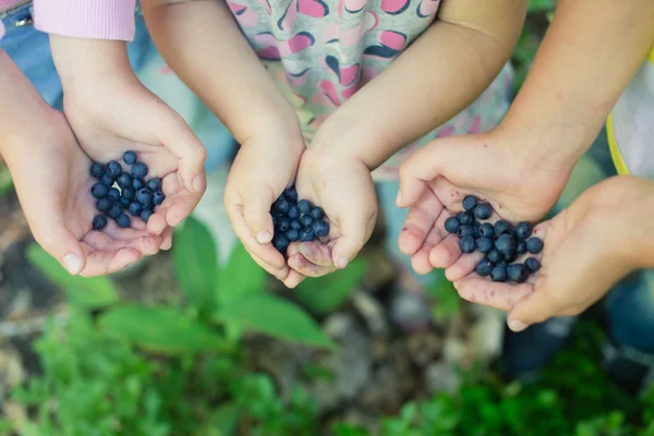 Maturare i mirtilli selvatici appena raccolti nelle mani dei bambini — Foto Stock