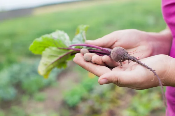 La planta joven de remolacha en las manos del agricultor — Foto de Stock