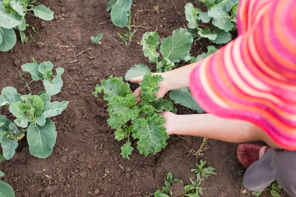 Agricultor que cuida de las plantas jóvenes de col rizada y col — Foto de Stock