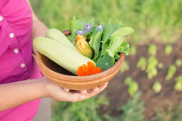 Cuenco con verduras recién recogidas en manos del jardinero — Foto de Stock