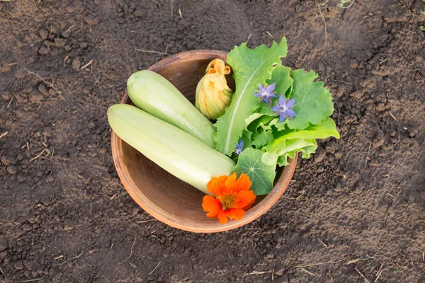 Cuenco de verduras recién recogidas en el suelo — Foto de Stock