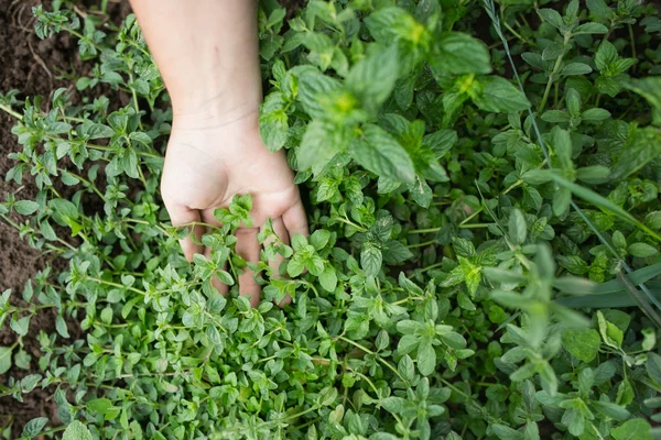 Hierbas verdes frescas en una granja local con la mano de un jardinero al lado de las plantas — Foto de Stock