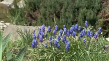 Muscari bahçede çiçek