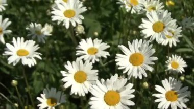 Blooming daisies. Hareketli kamera