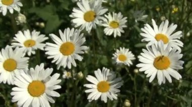Blooming daisies. Hareketli kamera