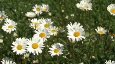 Blooming daisies. Hareketli kamera