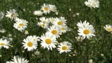 Blooming daisies. Hareketli kamera
