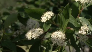 Çiçekli çalılar beyaz çiçekler. 