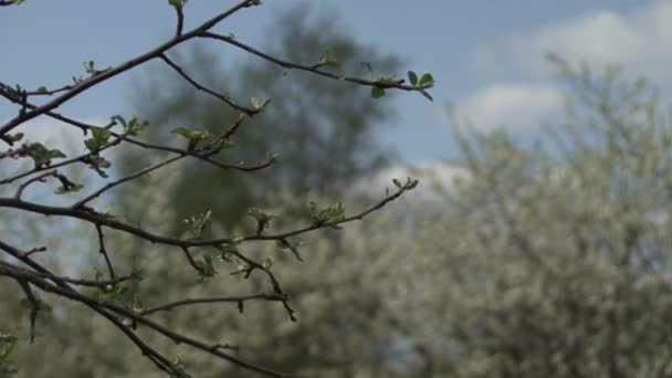 Arbustes en fleurs fleurs blanches . — Video