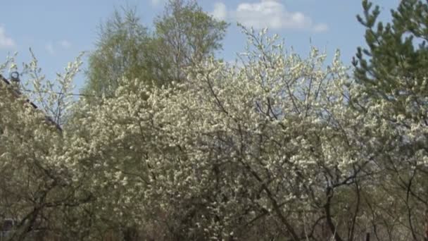 Arbustos floridos flores brancas . — Vídeo de Stock