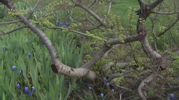 Baum wacht auf — Stockvideo