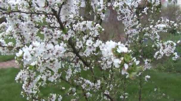 Blommande buskar vita blommor. — Stockvideo