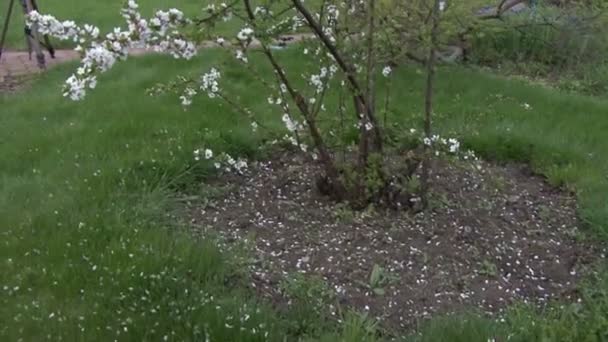 Цветущие кустарники белые цветы . — стоковое видео