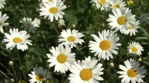 Blommande daisies. Glidande kamera — Stockvideo