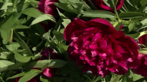 Des pivoines en fleurs. La caméra se déplace . — Video