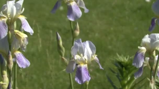 Des iris en fleurs. La caméra se déplace . — Video