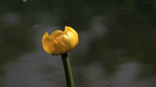 Водяная лилия в пруду koi — стоковое видео