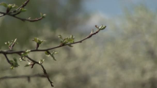 Arbustos floridos flores brancas . — Vídeo de Stock