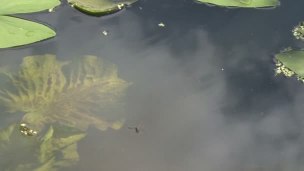 Water lily in koi pond — Stock Video