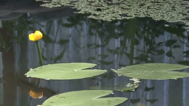 Lekníny v koi pond — Stock video