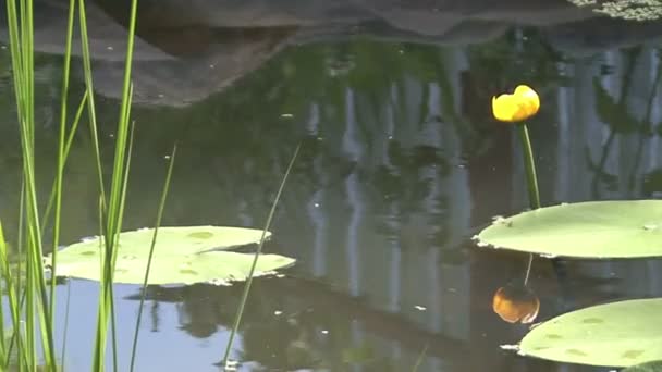 Bunga bakung di kolam koi — Stok Video