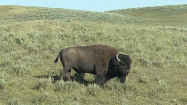 Taman Nasional Yellowstone — Stok Video