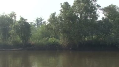 Su ağaç Hindistan