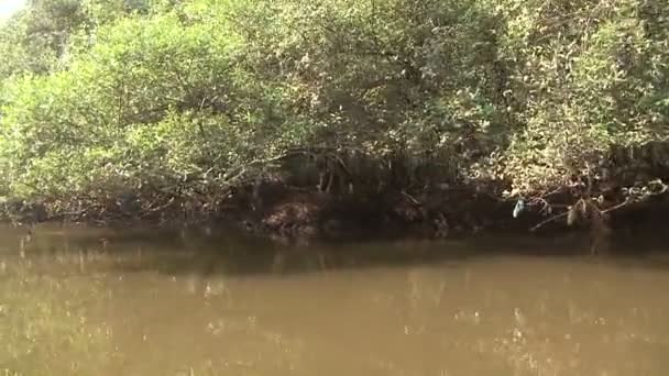 Vatten träd Indien — Stockvideo