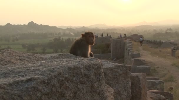 India Karnataka Monkey Hampi. Las ruinas de Vijayanagara — Vídeo de stock