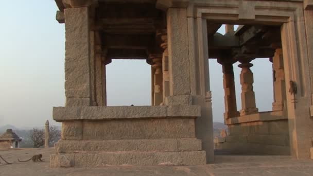 India Karnataka Monkey Hampi. De ruïnes van Vijayanagara — Stockvideo