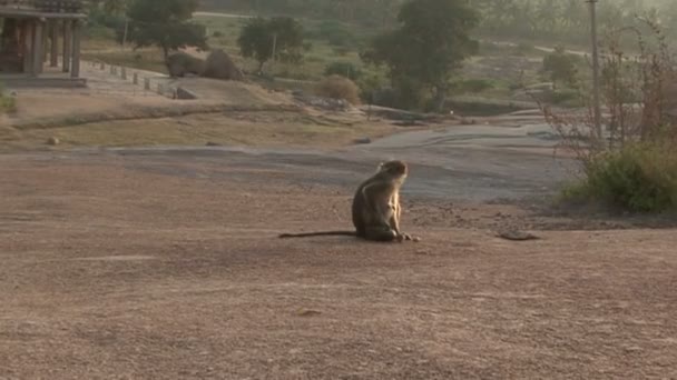 Indie Karnataka Monkey Hampi. Zřícenina Vijayanagara — Stock video