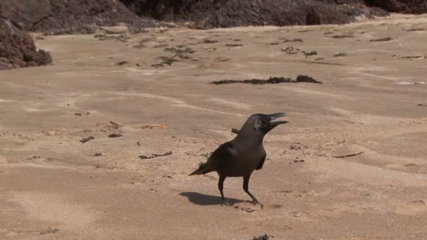 乌鸦印度海滩 — 图库视频影像