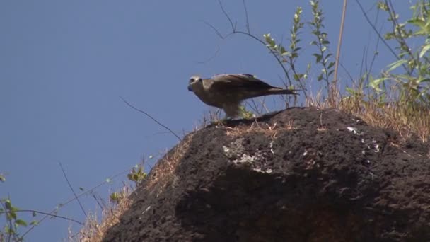 Pájaro presa piedra — Vídeos de Stock