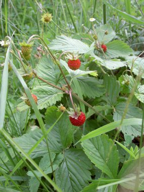 Çayır çiçek. Güneşli bir gün şehir dışında