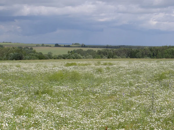 Field of daisies, sunshine — Stock Photo, Image