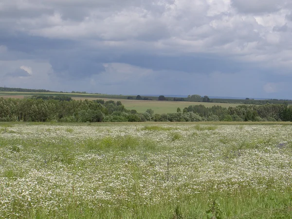 Field of daisies, sunshine — Stock Photo, Image