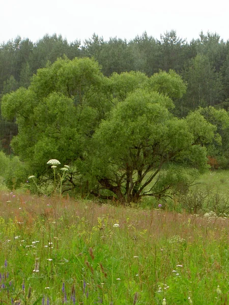 Зарості тінистих дерев влітку, а не фотошоп — стокове фото